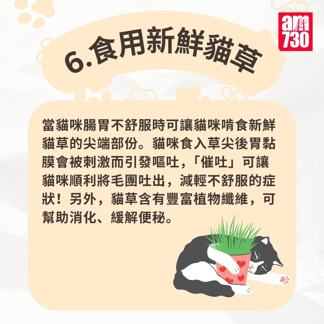 貓咪|7步預防毛球症