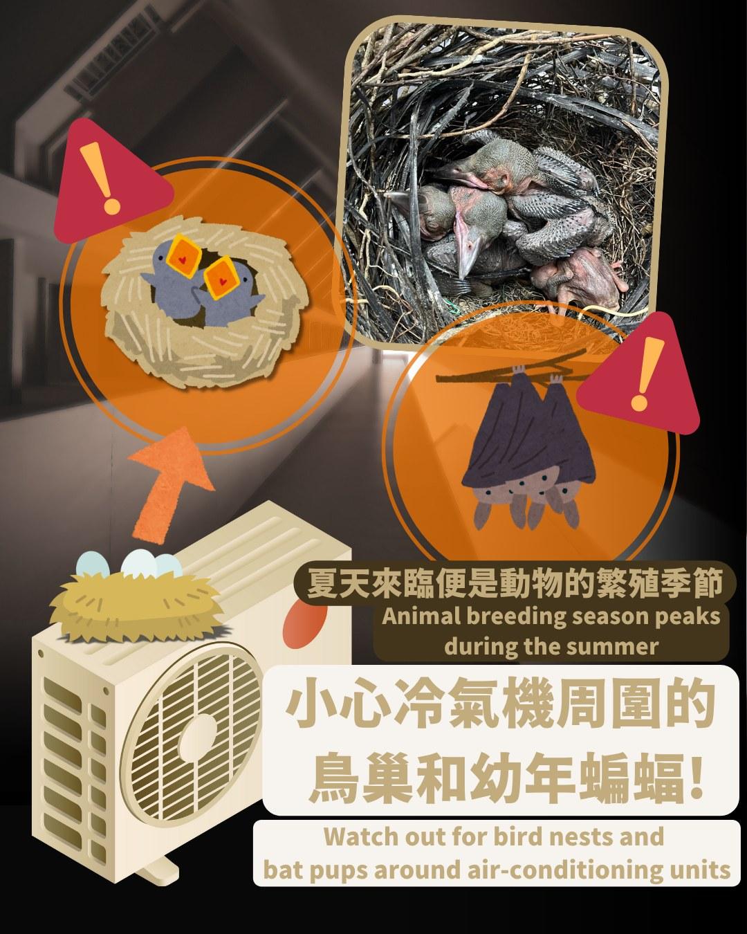 小心冷氣機周圍的鳥巢和幼年蝙蝠|夏天來臨便是動物的繁榮季節(嘉道理農場暨植物園)