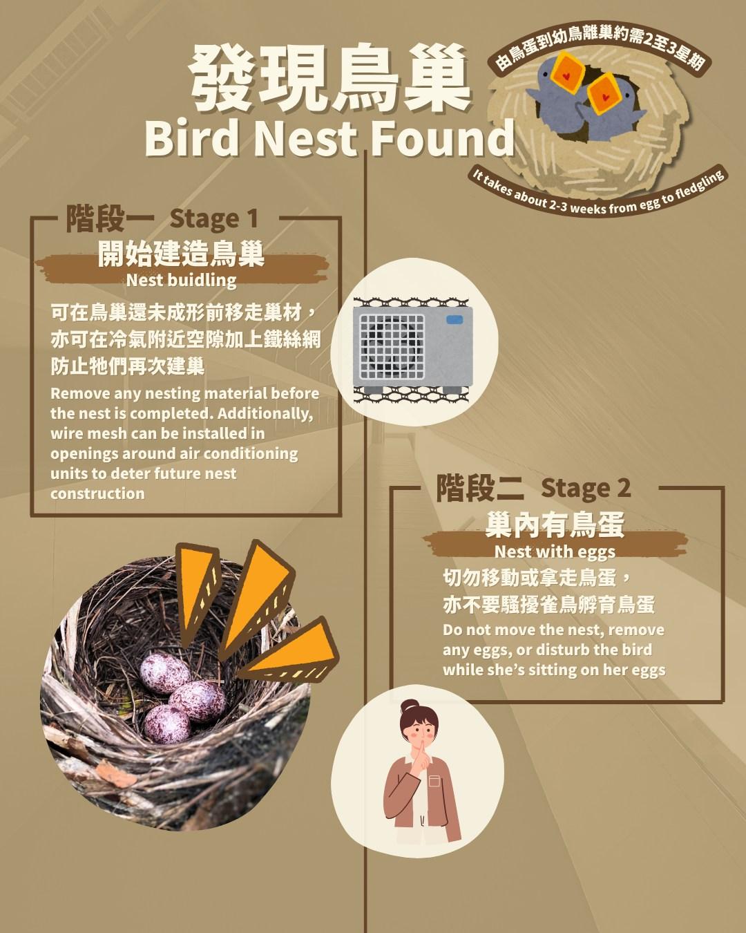 小心冷氣機周圍的鳥巢和幼年蝙蝠|發現鳥巢(嘉道理農場暨植物園)