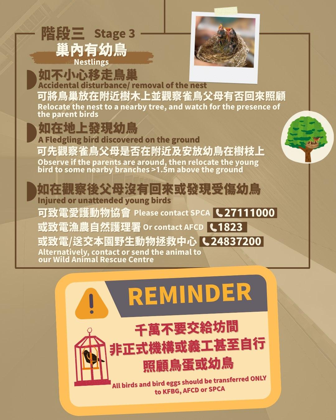 小心冷氣機周圍的鳥巢和幼年蝙蝠|千萬不要交給坊間非正式機構或義工甚至自行照顧鳥蛋或幼鳥(嘉道理農場暨植物園)