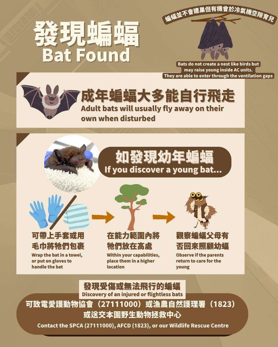小心冷氣機周圍的鳥巢和幼年蝙蝠|如發現蝙蝠(嘉道理農場暨植物園)