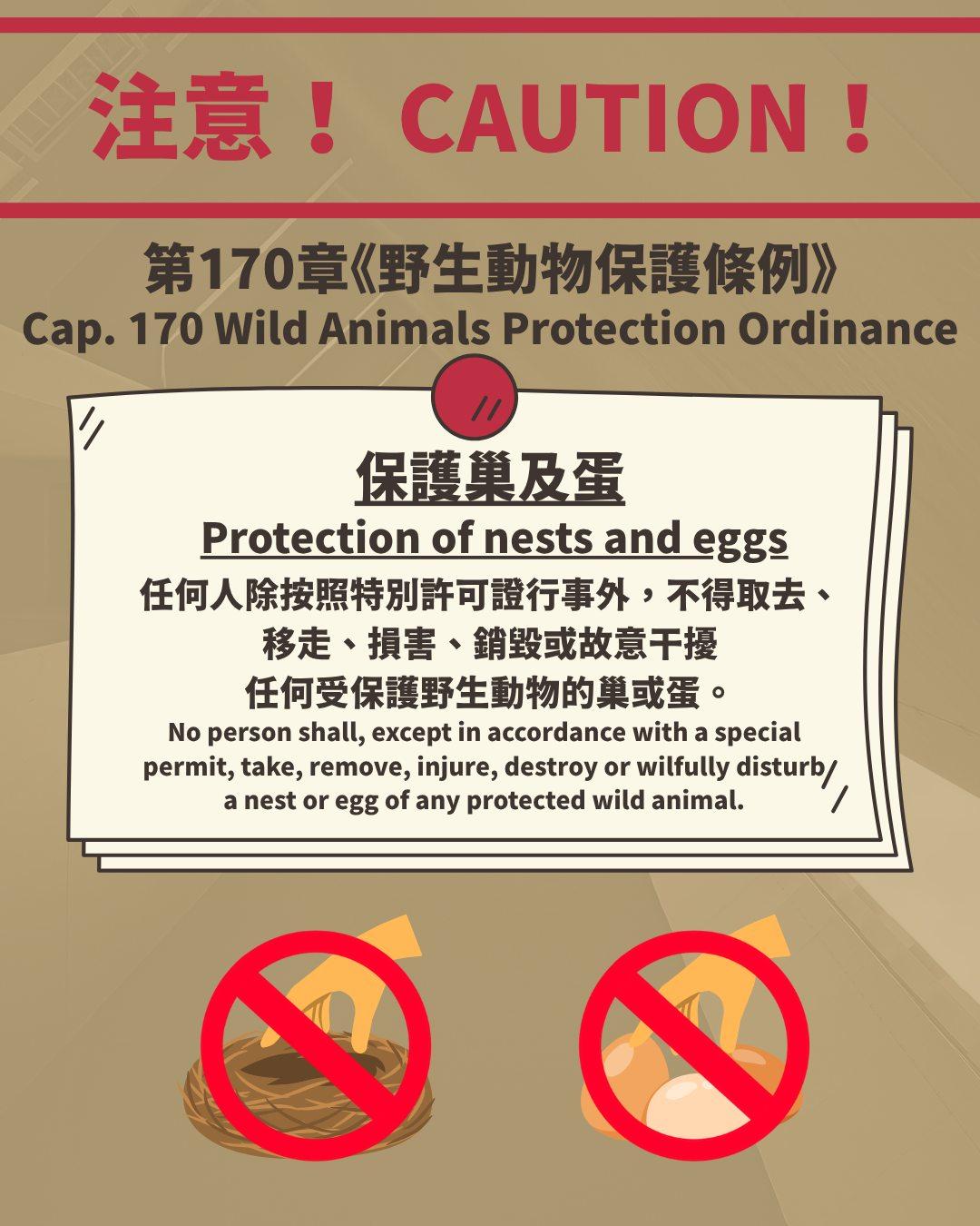 小心冷氣機周圍的鳥巢和幼年蝙蝠|保護巢及蛋(嘉道理農場暨植物園)