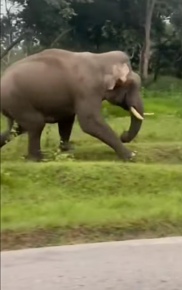 男子與大象自拍開閃光燈被攻擊 遭追甩褲露股踩踏(有片)