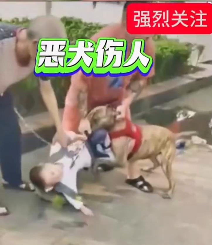 6歲童遭比特犬「死咬下體」。(影片截圖)