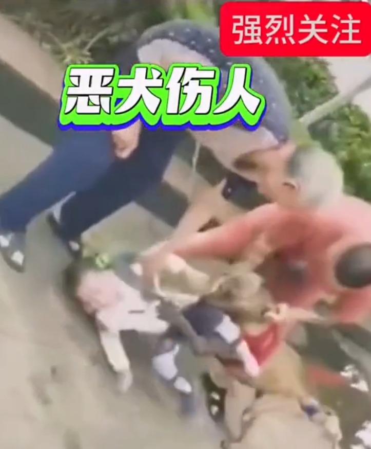 幾個大人合力拉開比特犬。(影片截圖)