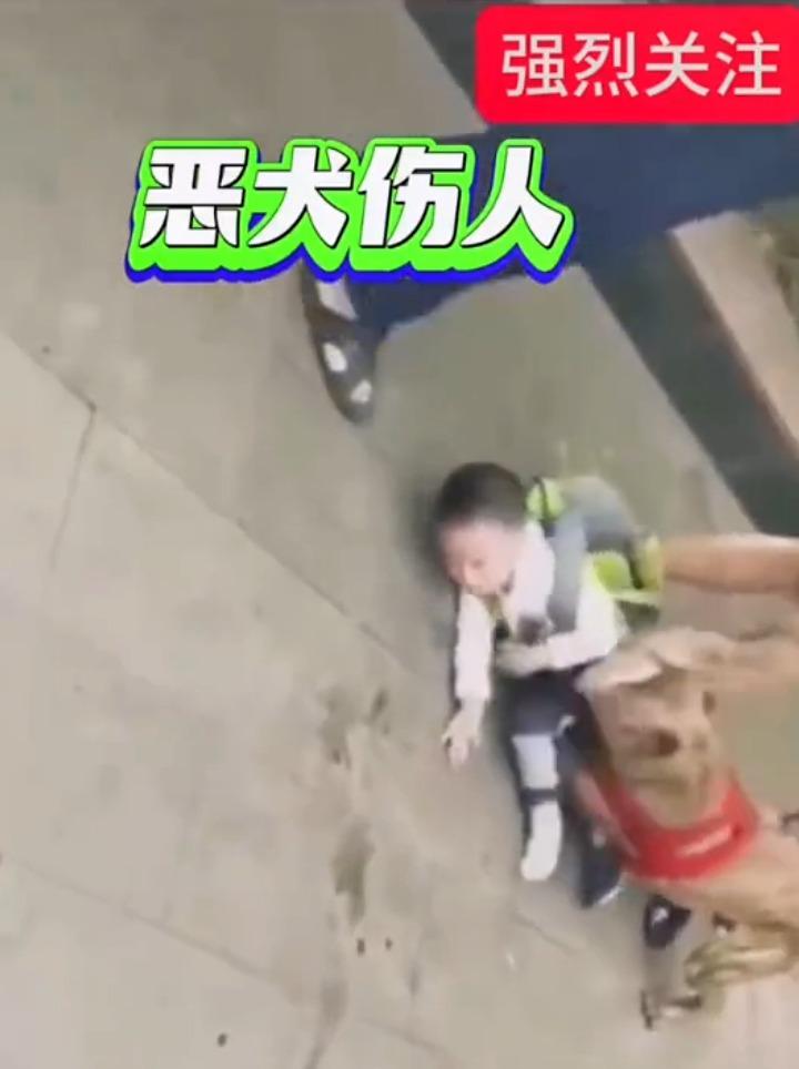 6歲童被比特犬死死咬住其下體不放。(影片截圖)