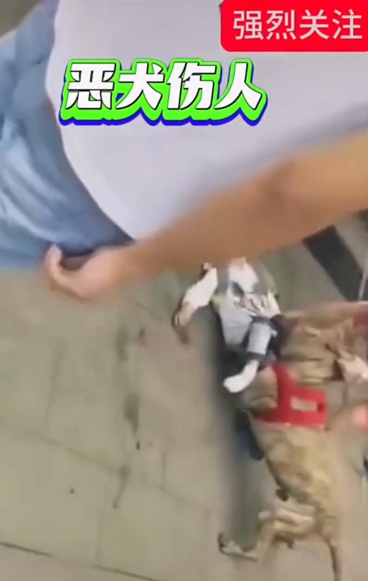 比特犬屬典型烈性犬種,具攻擊性強、咬合力大等特性。(影片截圖)