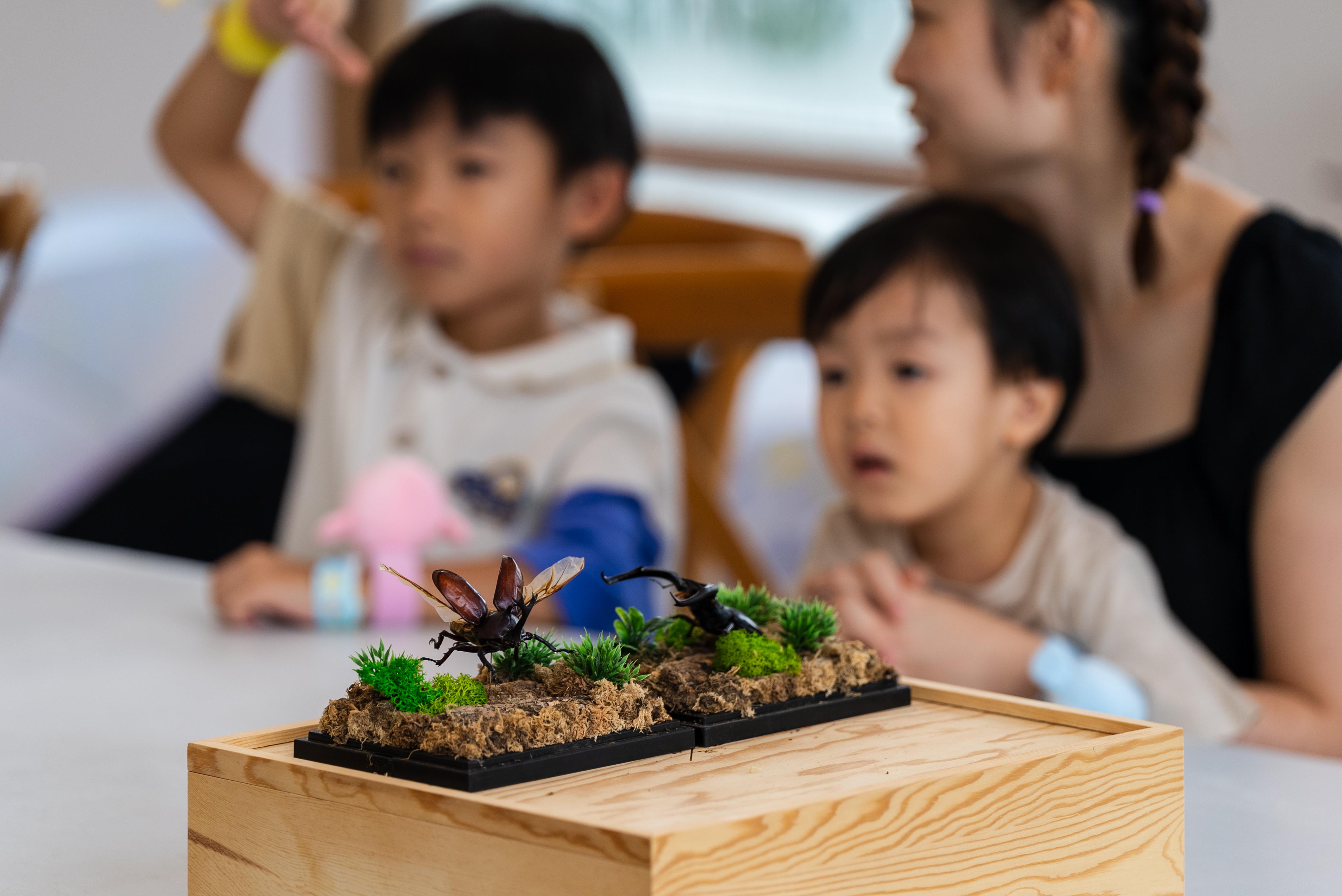 國家二級保護甲蟲互動工作坊