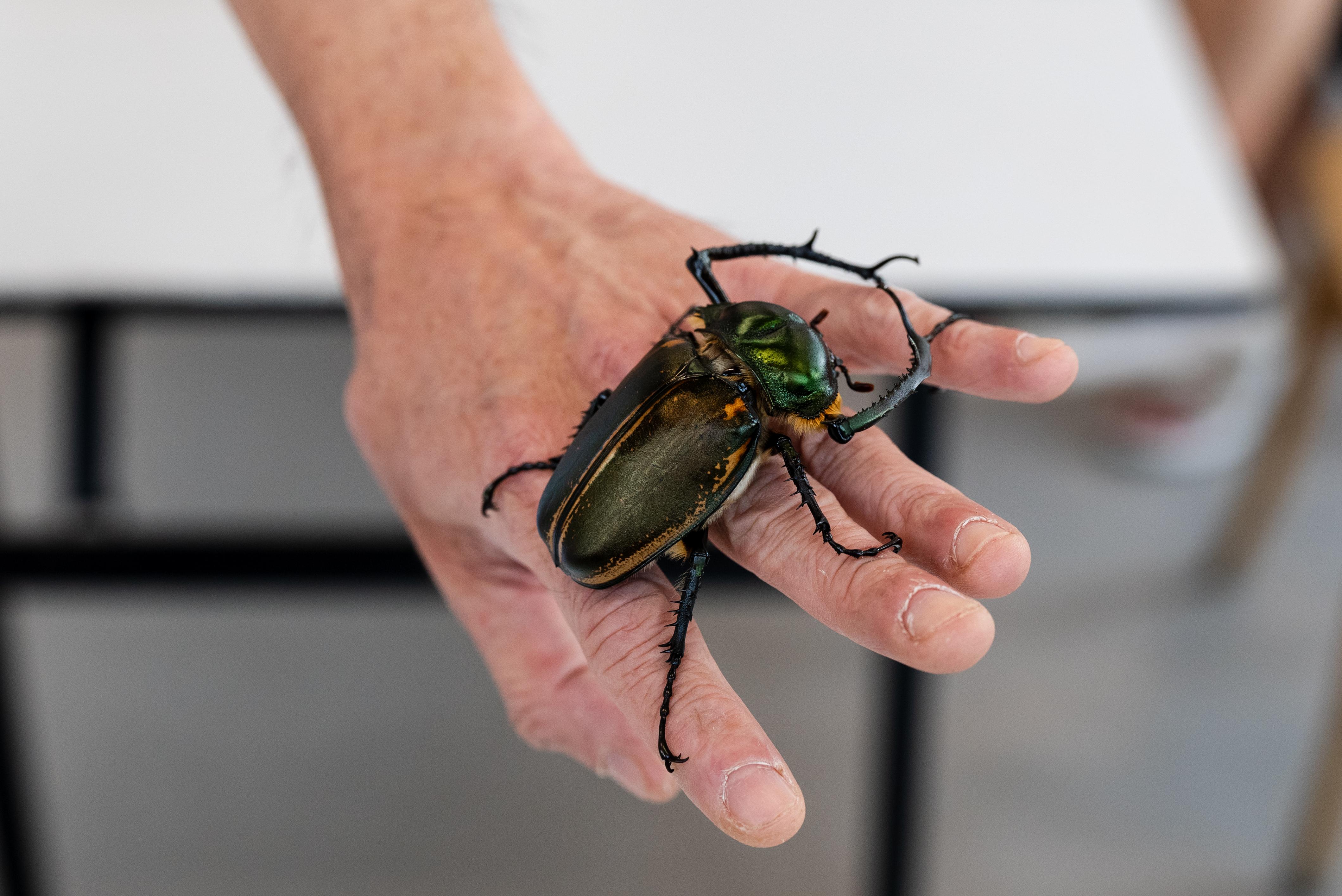 國家二級保護甲蟲