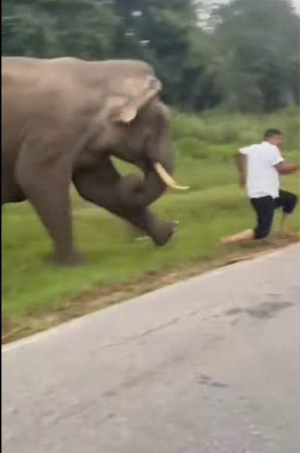男子與大象自拍開閃光燈被攻擊 遭追甩褲露股踩踏(有片)