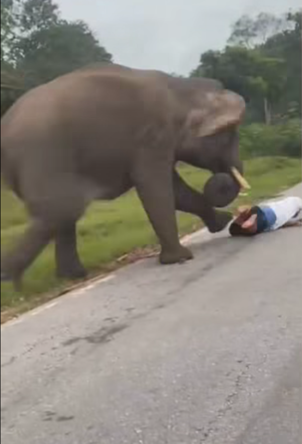 男子與大象自拍開閃光燈被攻擊 遭追甩褲露股踩踏(有片)