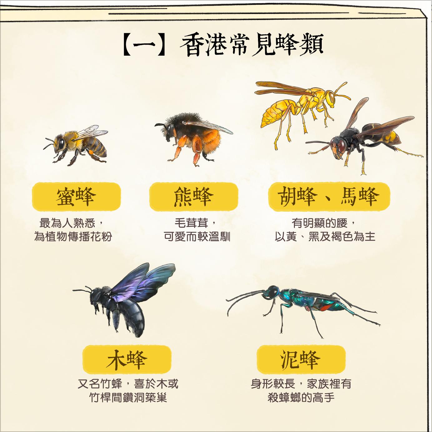 香港常見蜂類|蜜蜂、熊蜂、胡蜂、馬蜂、木蜂、泥蜂(香港郊野公園)