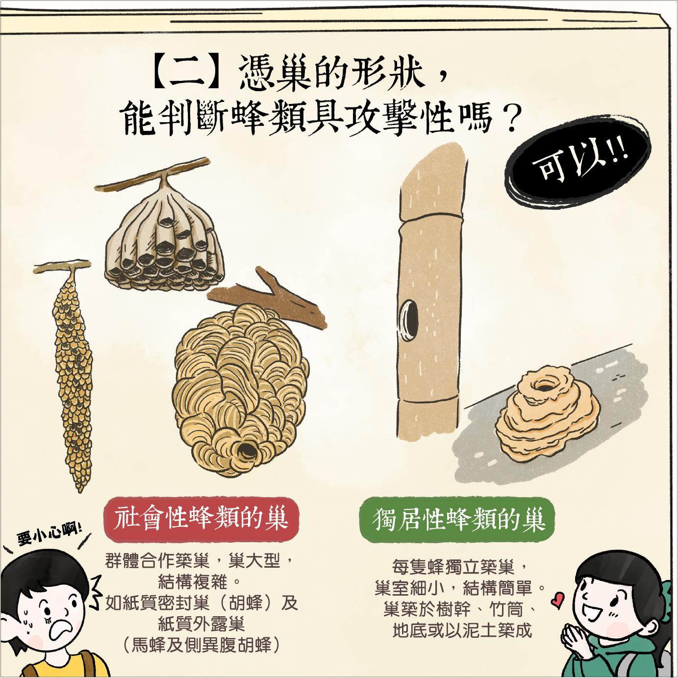 香港常見蜂類|憑巢的形狀,能判斷蜂類具攻擊性嗎?(香港郊野公園)