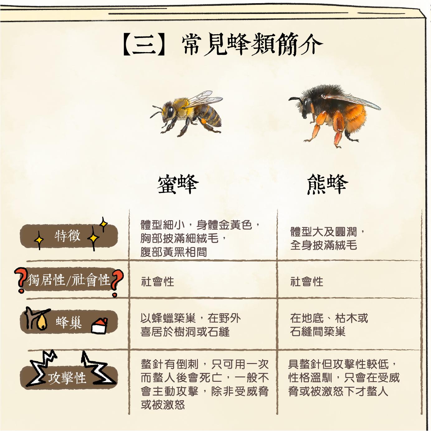 香港常見蜂類|蜜蜂、熊蜂(香港郊野公園)
