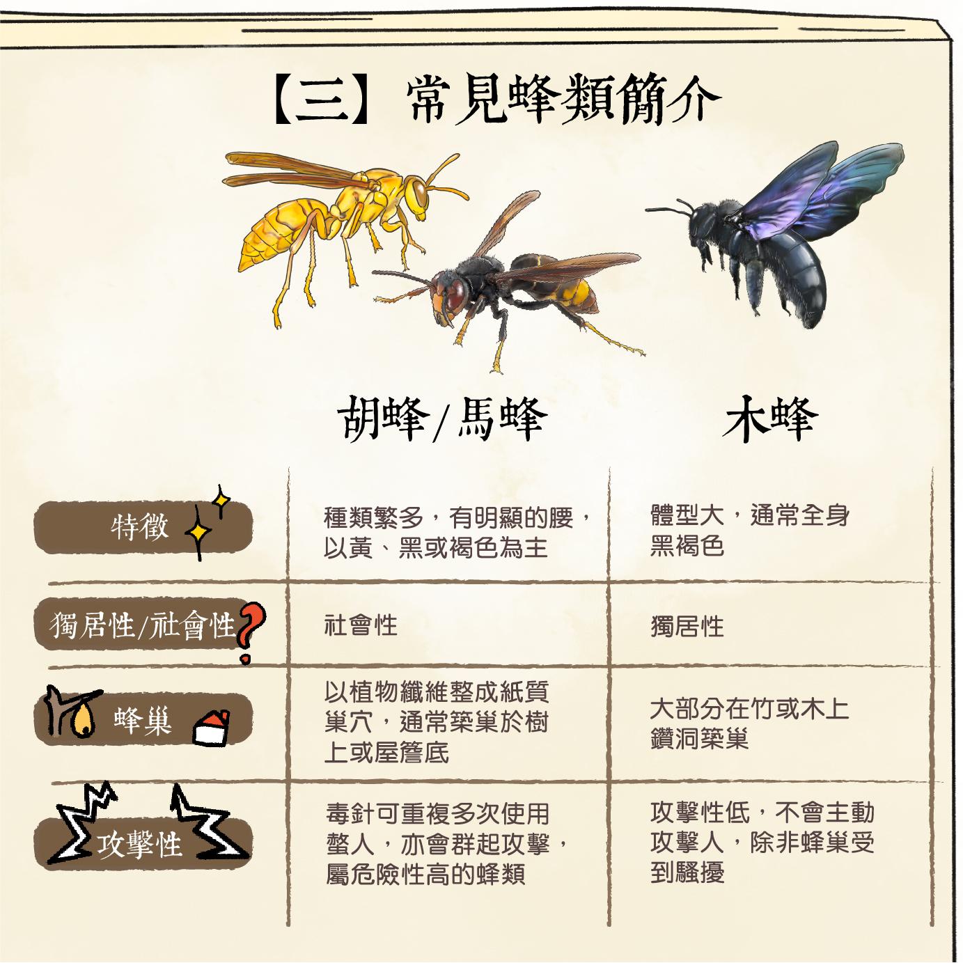 香港常見蜂類|胡蜂、馬蜂、木蜂(香港郊野公園)