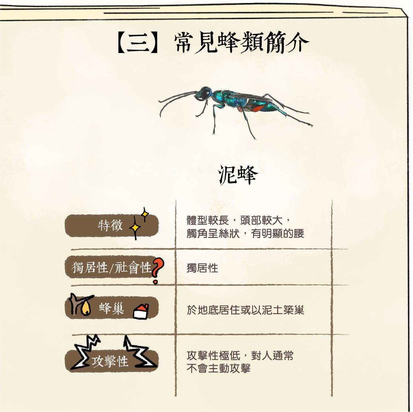 香港常見蜂類|泥蜂(香港郊野公園)