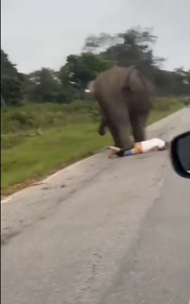 男子與大象自拍開閃光燈被攻擊 遭追甩褲露股踩踏(有片)