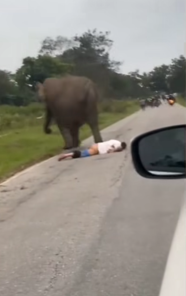 男子與大象自拍開閃光燈被攻擊 遭追甩褲露股踩踏(有片)