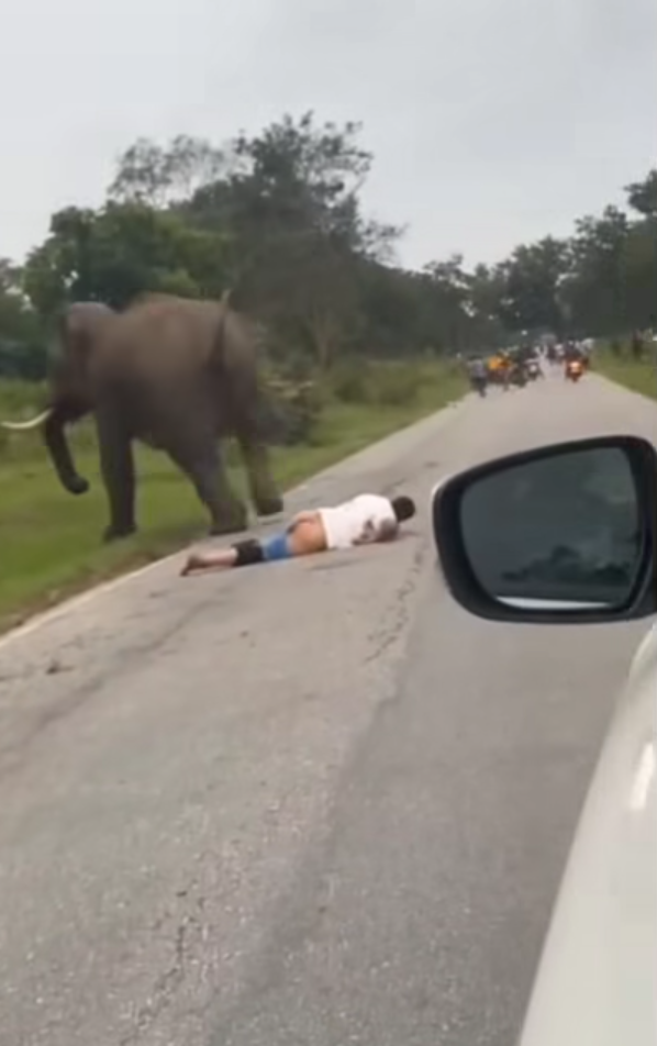 男子與大象自拍開閃光燈被攻擊 遭追甩褲露股踩踏(有片)