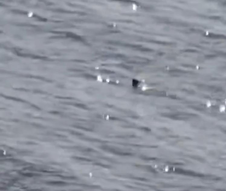 影片上傳後不少人認為是尼斯湖水怪。
