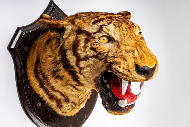 從警隊博物館博物館展出的老虎頭標本頂中央,仍可清晰見到當年致命一槍的彈痕。(圖片來源:警隊博物館官方網站)