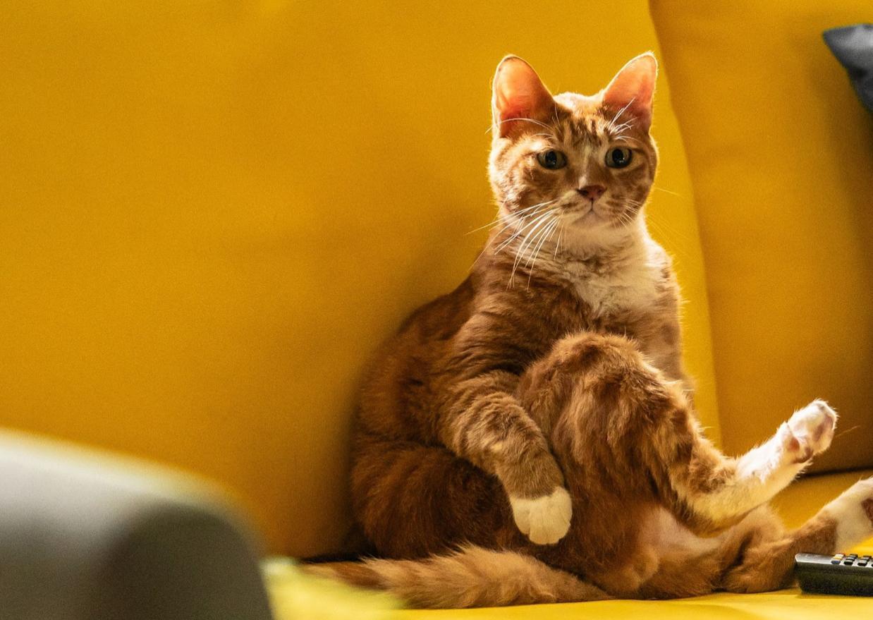 貓演員金童在《調教我的喪屍女兒》演技自然,坐在沙發上看電視是真實拍攝。