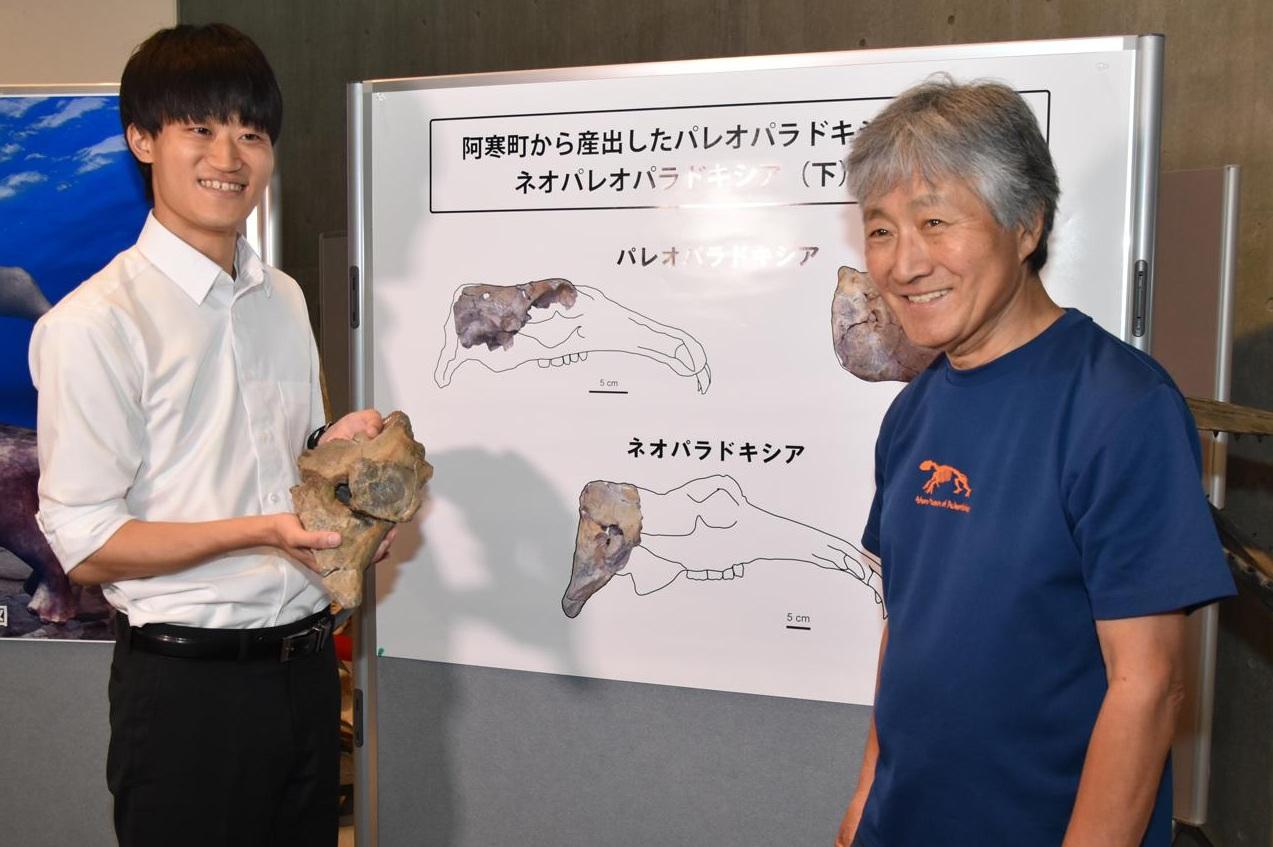 研究團隊確認,在北海道阿寒町發掘出的其中一個頭骨化石,屬於絕種海洋哺乳動物「新索齒獸」。(互聯網)