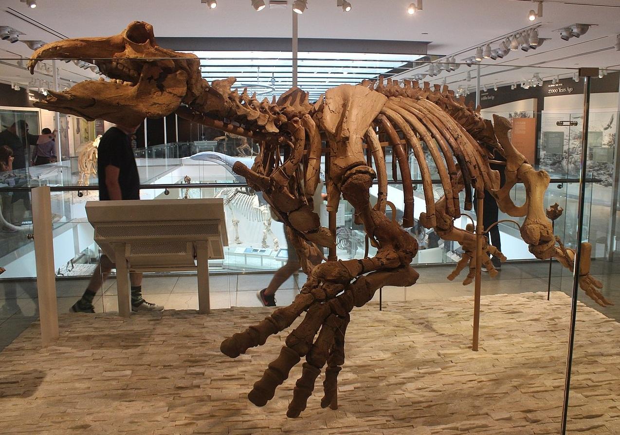 圖為在美國洛杉磯自然歷史博物館展出的新索齒獸化石骨架。(互聯網)