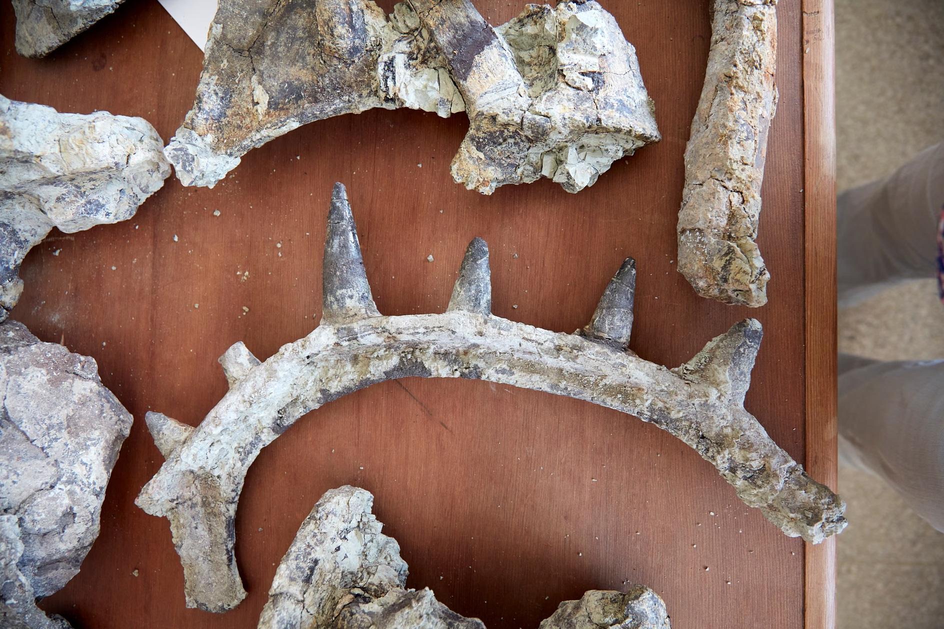 古生物學家對在摩洛哥出土的刺圈龍化石進行研究。(互聯網)