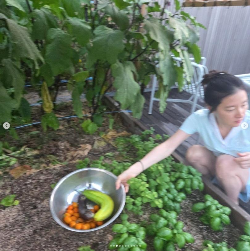 李英愛所採摘的新鮮蔬果,夠一家人品嘗。