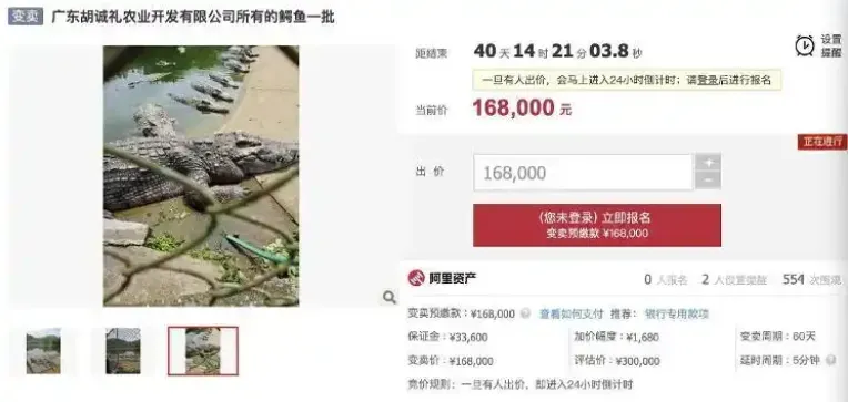 鱷魚的起拍價為每斤67.2元人民幣。(圖/翻攝阿里資產·司法平台)