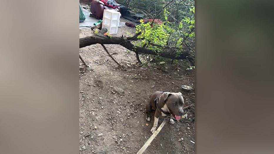 狗狗很聰明,懂得引人注意,帶路救回昏迷男女。(互聯網)