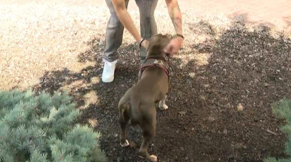 泰恩斯暫時照顧狗狗,狗狗看來很喜歡他。(互聯網)