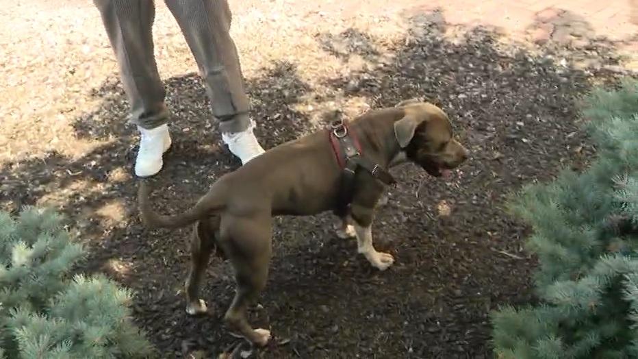 泰恩斯暫時照顧狗狗。(互聯網)