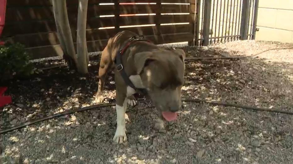 狗狗暫時由泰恩斯照顧。(互聯網)