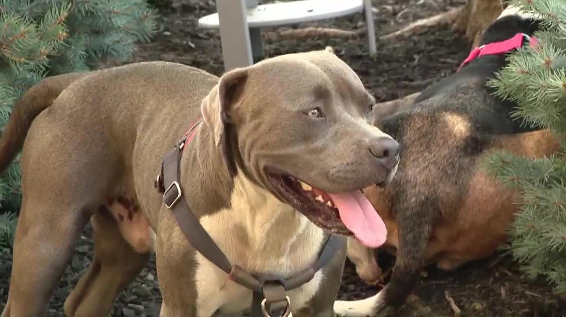 機靈狗狗用方法吸引途人注意,終能救回兩名昏迷男女。(互聯網)