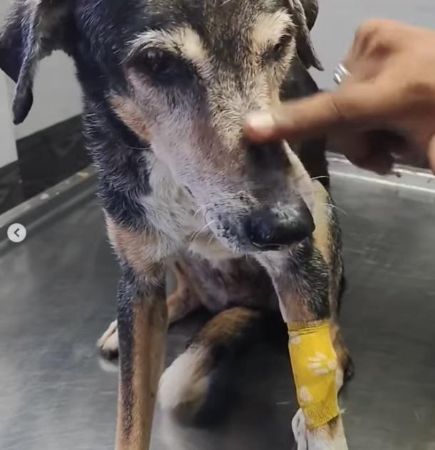 受虐流浪狗經治療後情況穩定,動保人員逗牠玩。(互聯網)