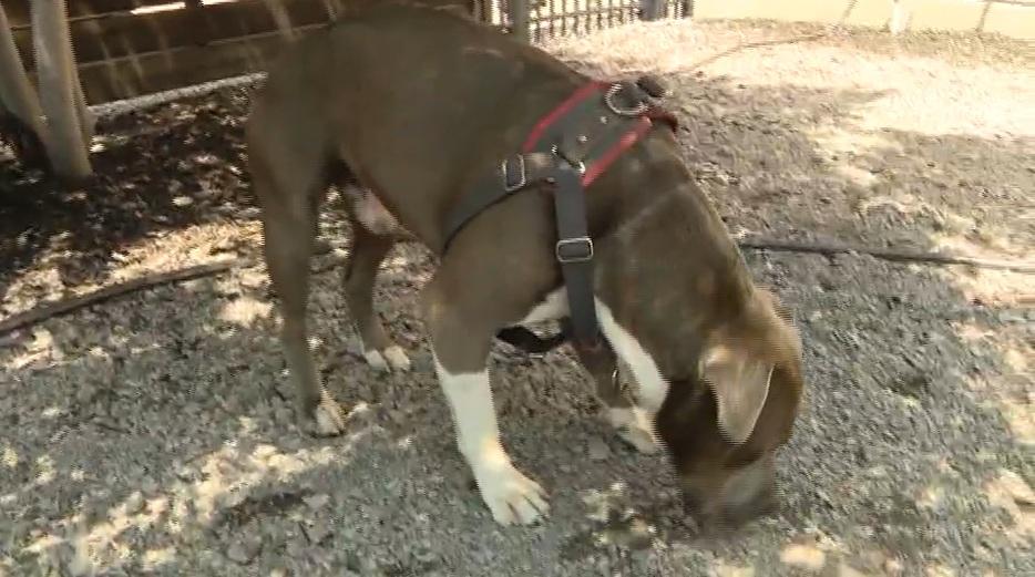 狗狗暫時由泰恩斯照顧。(互聯網)