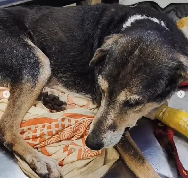 受虐流浪狗暫獲妥善照顧。(互聯網)