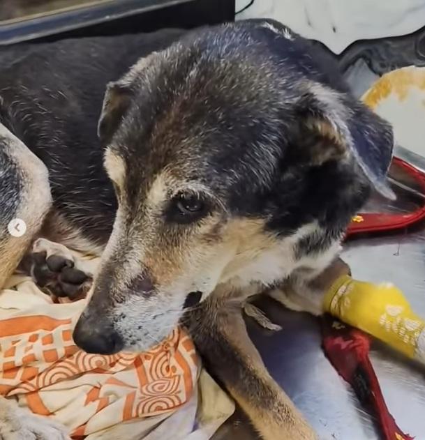 受虐流浪狗暫獲妥善照顧。(互聯網)