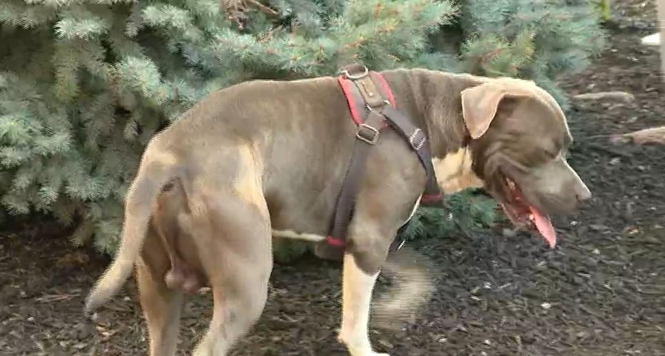 狗狗很聰明,懂得引人注意,帶路救回昏迷男女。(互聯網)