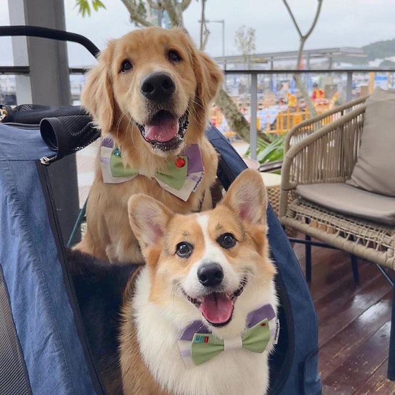 開業約3年的海龜餐廳,曾設有戶外用餐區供寵物與主人一齊坐。(Turtle by the Sea FB圖片)