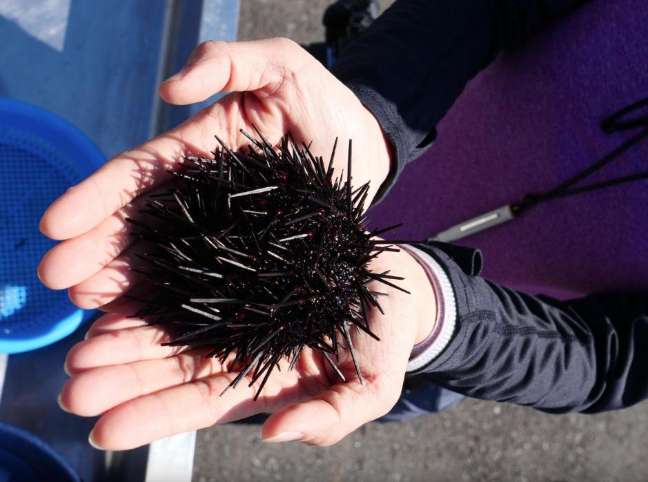 北海道利尻島讓遊客親自捉海膽。(資料圖片)