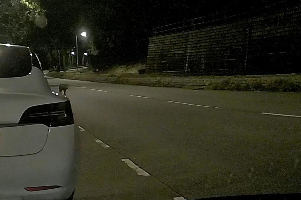 汀角路有野豬被新界的士撞倒並輾過。(網民Oscar Chan@FB群組「車cam L(香港群組)」)