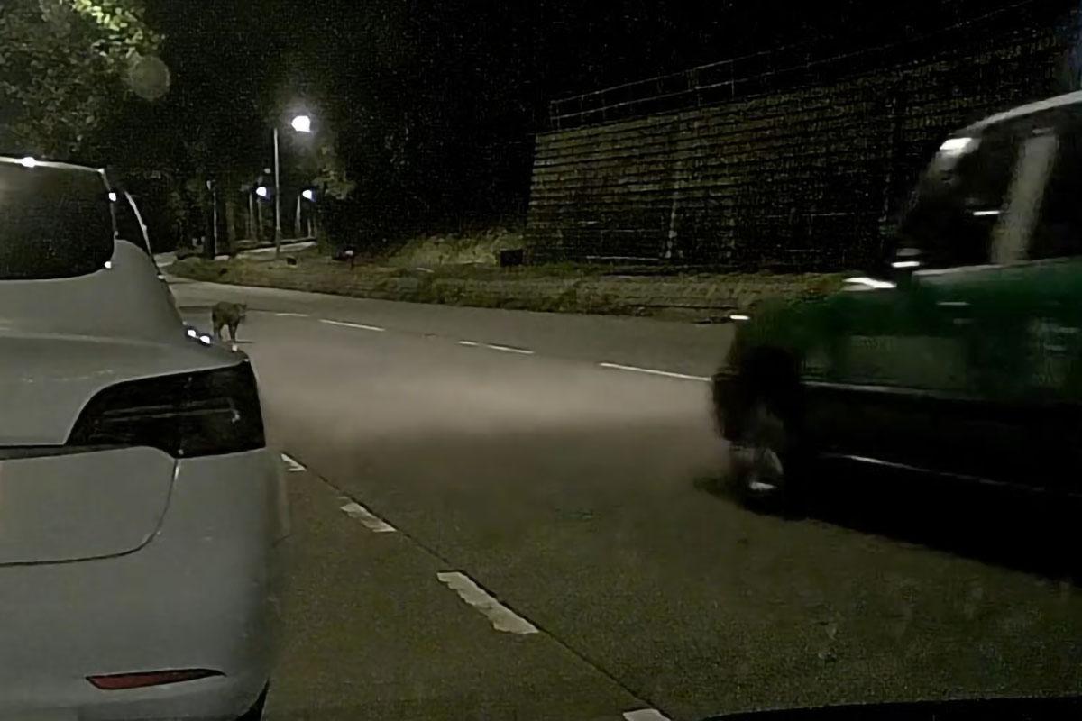 汀角路有野豬被新界的士撞倒並輾過。(網民Oscar Chan@FB群組「車cam L(香港群組)」)