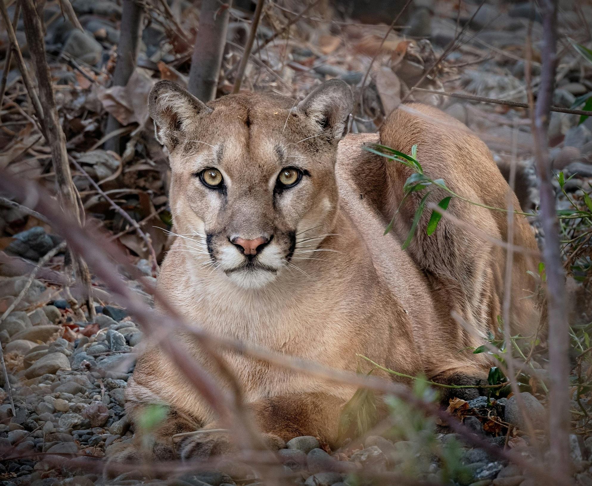 報道指,美洲獅襲擊人類的個案罕見。(互聯網)