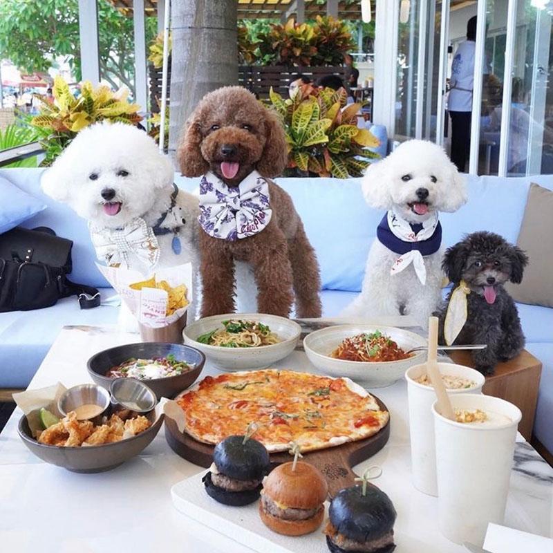 開業約3年的海龜餐廳,曾設有戶外用餐區供寵物與主人一齊坐。(Turtle by the Sea FB圖片)