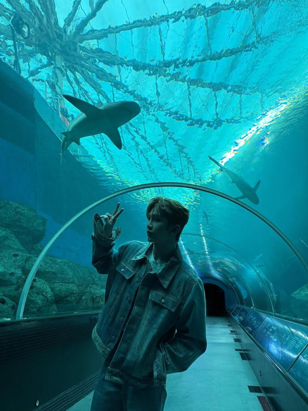 Anson Lo舉V字手勢與跟巨鯊合照。