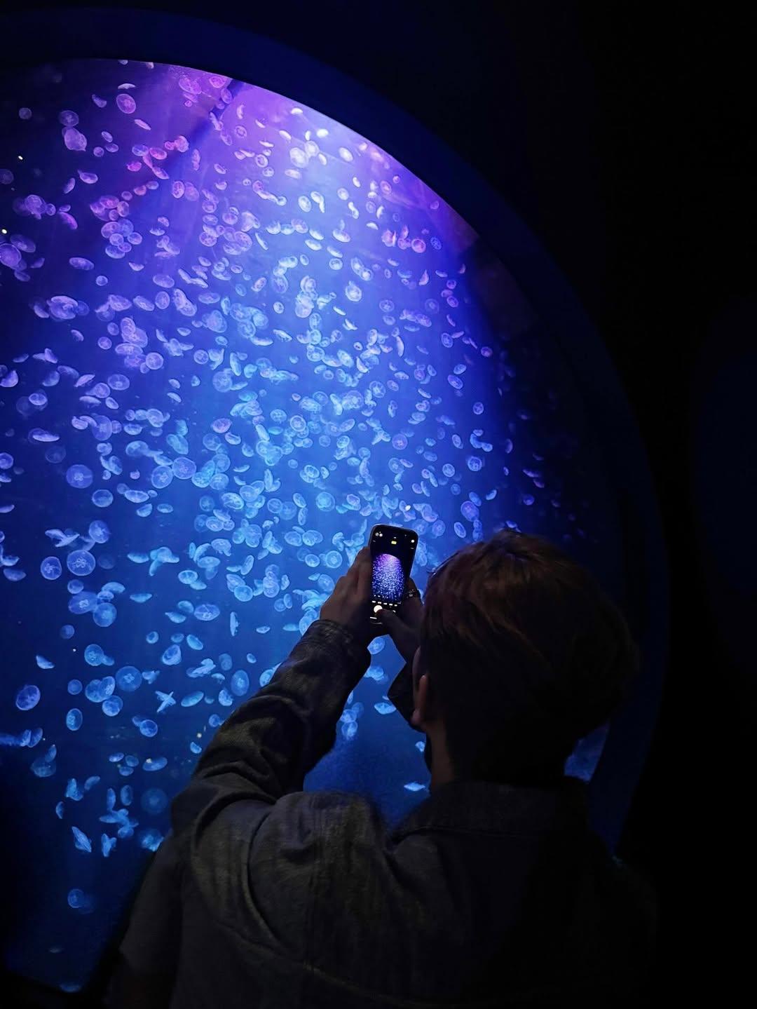 Anson Lo拍攝水母浮遊的美麗畫面。