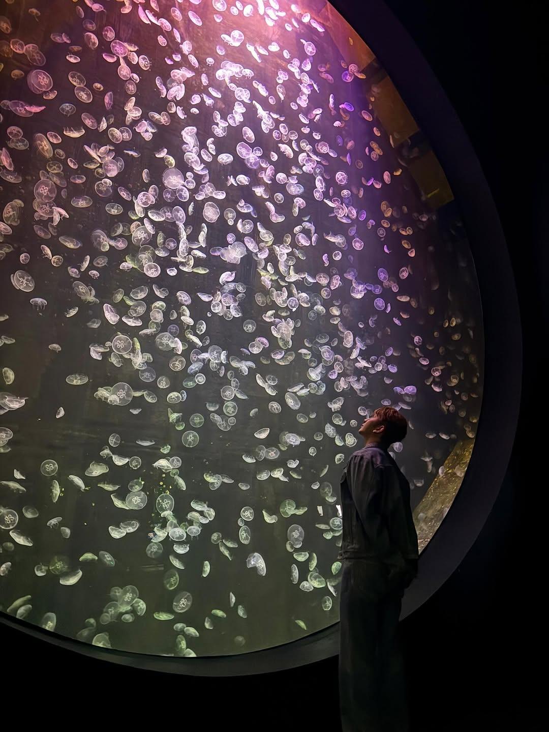 Anson Lo拍攝水母浮遊的美麗畫面。